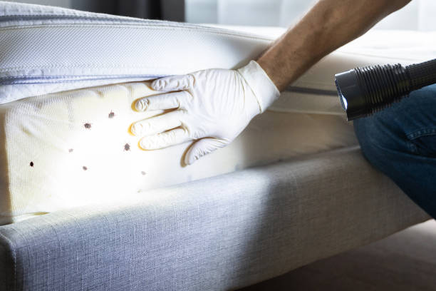 Best Ant Control Services  in Winnsboro, SC