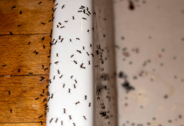 Best Best Pest Control Companies  in Winnsboro, SC