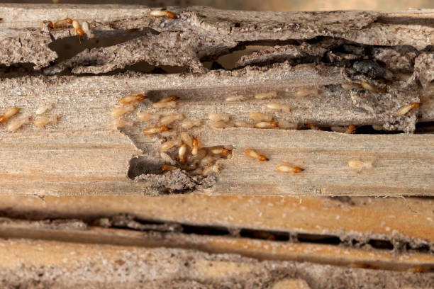 Best Pest Removal Services  in Winnsboro, SC